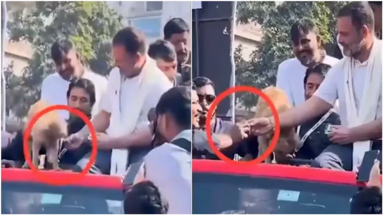 ‘Offered biscuit to dog owner to feed it’: Rahul Gandhi on viral video