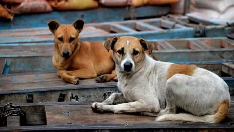 Asked to keep pet on leash, Delhi man assaults auto-rickshaw driver, dog bites him