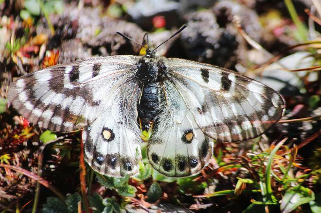 Dusted Apollo, a rare high altitude butterfly, sighted for first time in Himachal’s Chamba