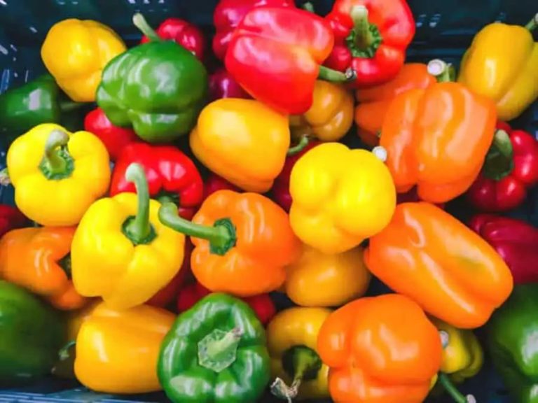 Red To Purple: 6 Types Of Bell Peppers And Their Nutrition Value