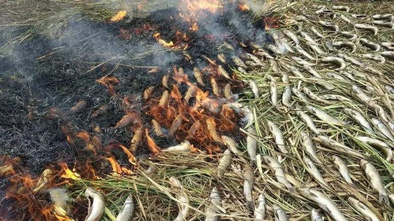 Kashmir’s wintry smoked fish phaere