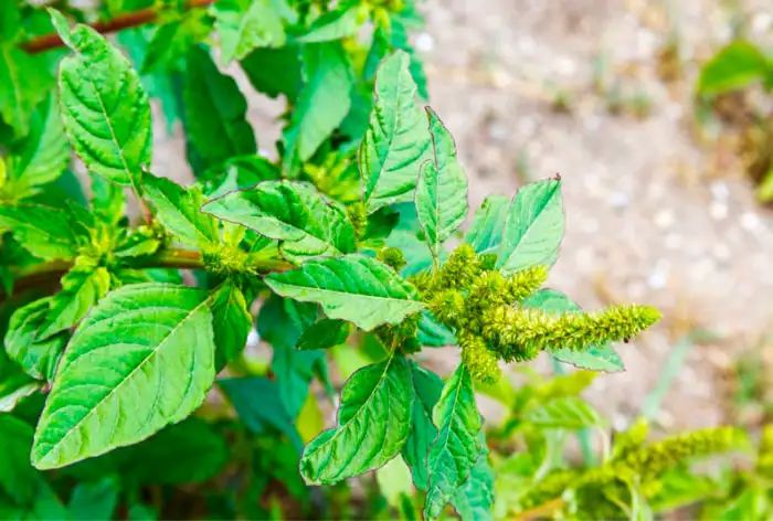 Pigweed Benefits: Weight Loss to Heart Health, 5 Reasons to Add Amaranth to Your Diet