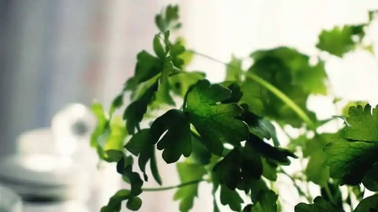 Get To Know 5 Amazing Health Benefits Of Coriander