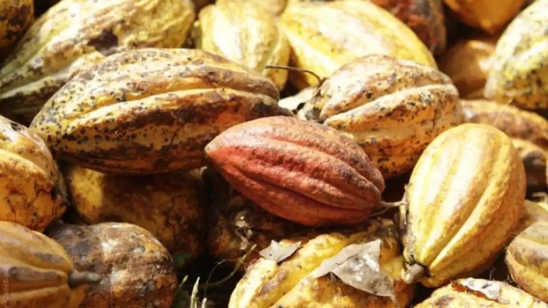 Superfood Cacao: Know THESE 5 benefits of Theobroma