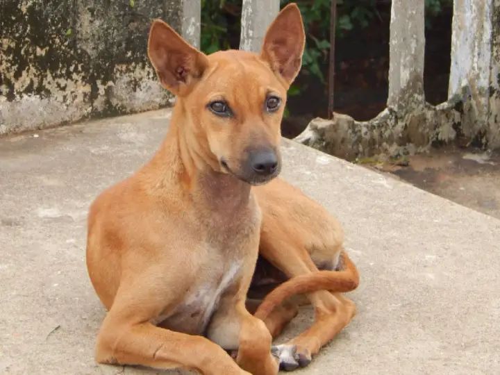 Trying to save a stray dog, Gujarat man loses wife; files FIR against himself