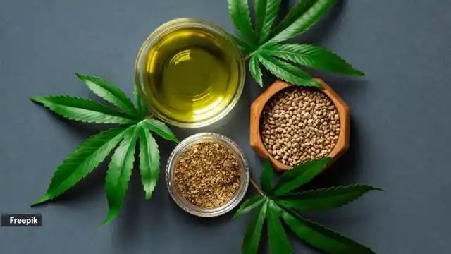 Nutrition alert: Here’s what a 100-gram serving of hemp seeds contains