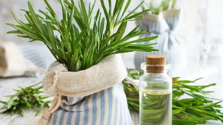 5 Benefits Of Including Rosemary Essential Oil To Your Routine For Skin, Hair And Overall Health