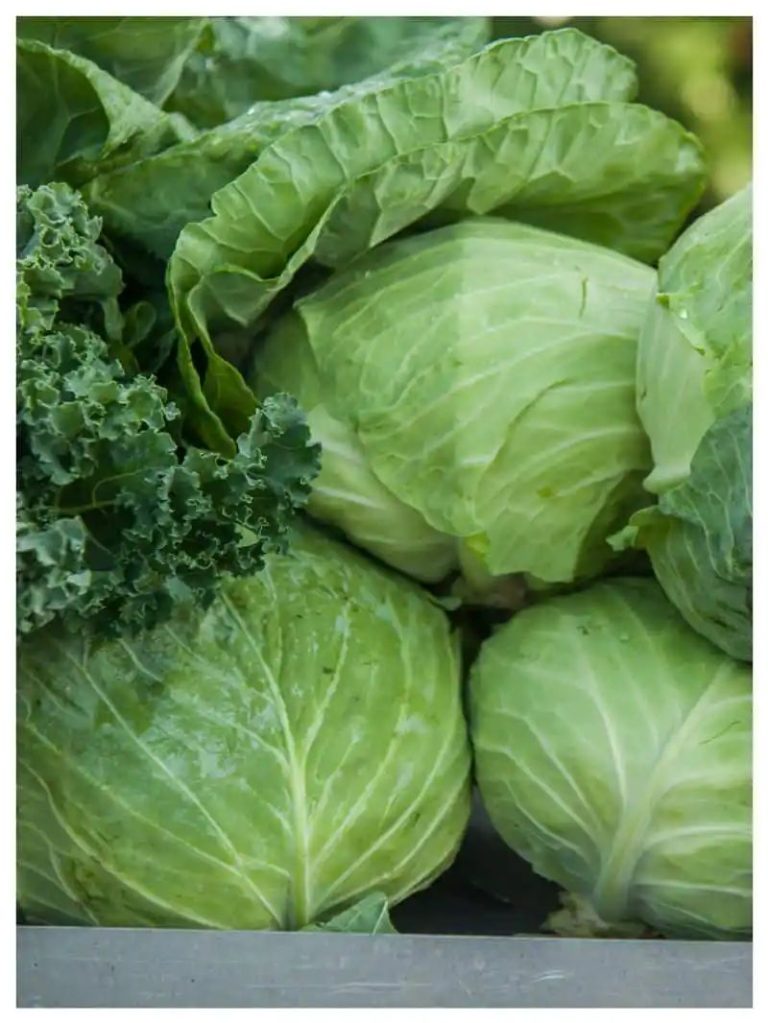 Skin health to bone health: 7 lesser known benefits of Cabbage