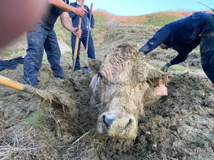 California firefighters rescue cow stuck up to its neck in deep mud