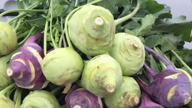 Superfood Kohlrabi: Know THESE 5 benefits of turnip cabbage