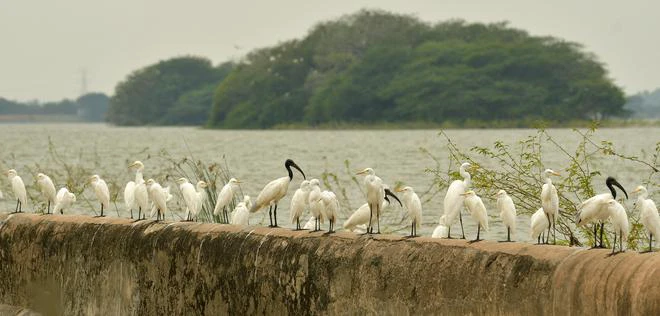 Ariyalur’s Ramsar wetland Karaivetti Bird Sanctuary attracts nature’s ‘transit passengers’ from all over the world