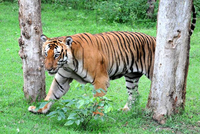 Resorts near tiger reserves have turned choice wedding destinations: Supreme Court