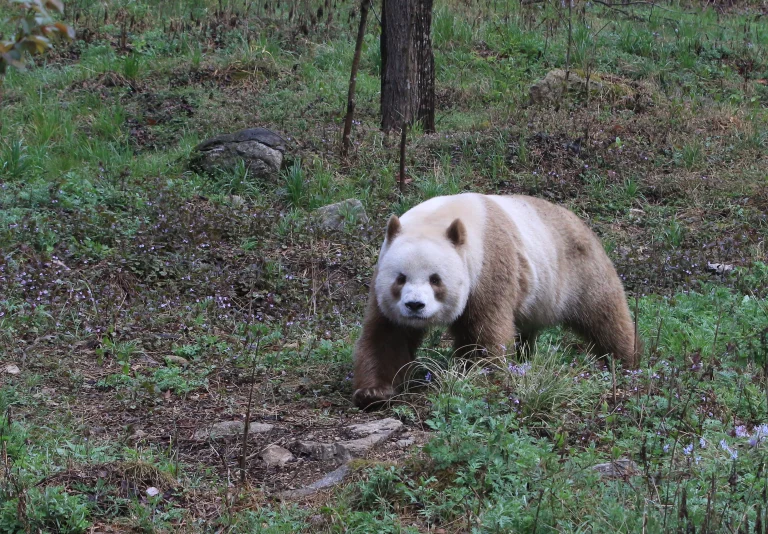 Scientists find gene responsible for rare brown and white panda coat