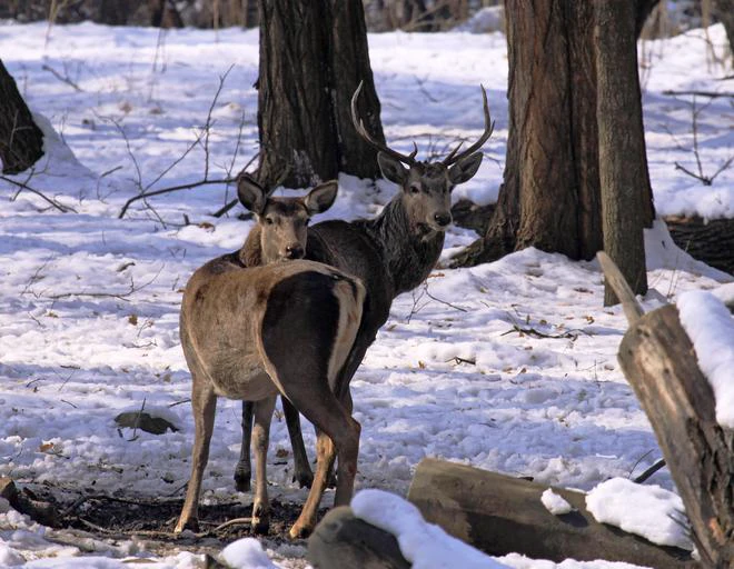 Mating calls of endangered hangul in Kashmir indicate record uptick in population