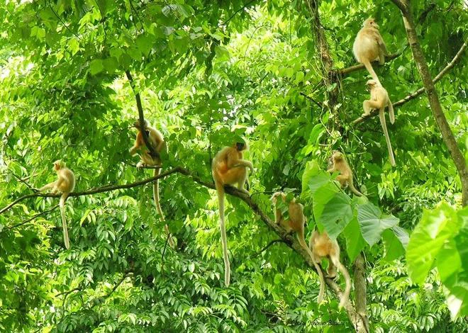 India’s golden langur population estimated at 7,396