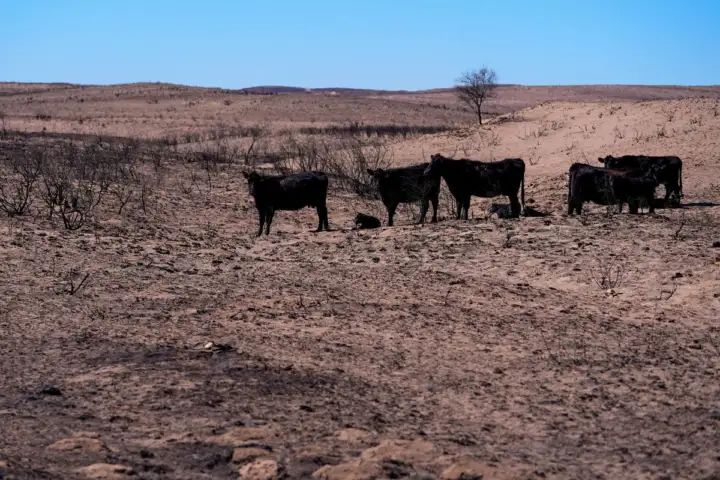 Texas wildfires: Firefighter killed responding to blaze as state pleads for hay to stem cattle losses