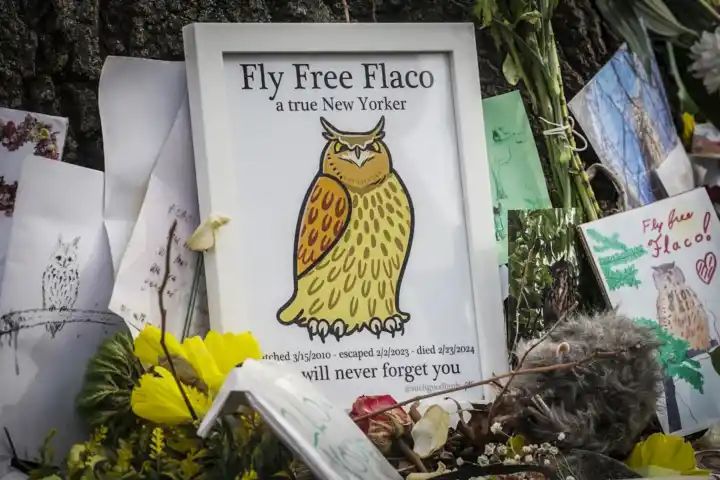 Fans gather to say goodbye to Flaco the owl in New York City memorial