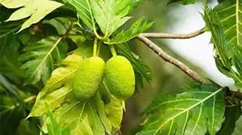 Superfood Breadfruit: Know THESE 5 benefits of Kamansi