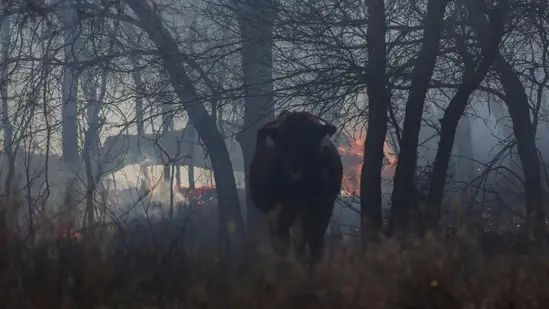 Texas Panhandle is still scorching over 1.2 million acres. Here’s what we know so far