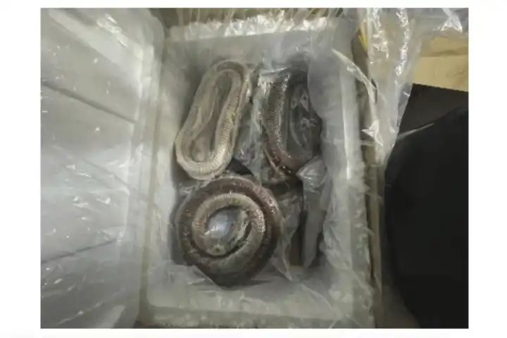 Goose intestines hidden under rattlesnakes & duck blood illegally imported from China, federal authorities say