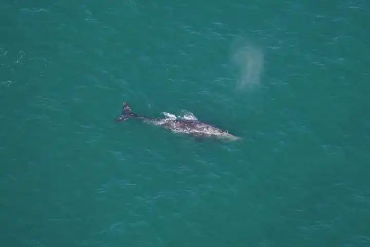 Rare grey whale thought to be extinct in Atlantic for 200 years is spotted off Nantucket