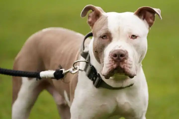 Vets have faced ‘abuse and threats’ from XL bully owners over ban, says chief