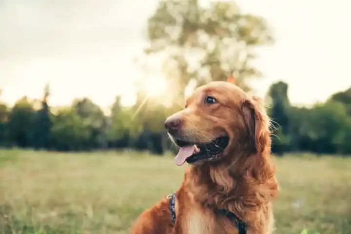 Vet’s flea warning to all dog and cat owners in the UK