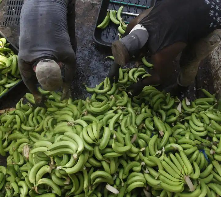 Banana company executives charged with financing paramilitary groups in Colombia