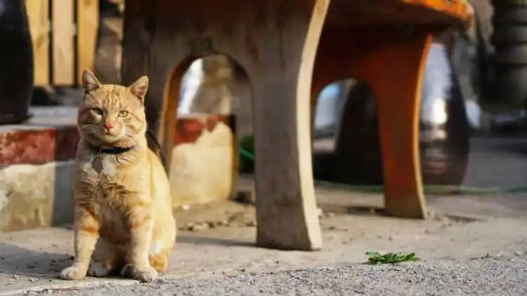 Japanese city warns residents against touching cat which fell in chemical tank