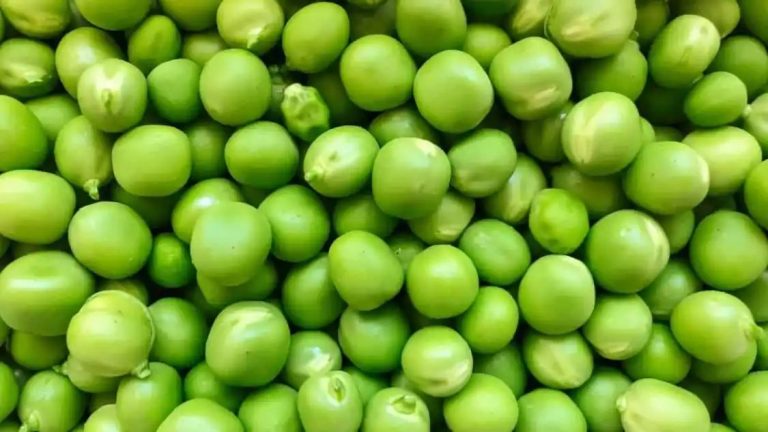 Pea Protein Vs. Regular Protein; Key Differences To Know