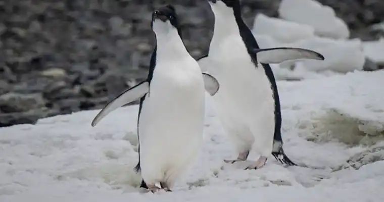 Penguins in Antarctica facing extinction risk as deadly H5N1 avian flu spreads