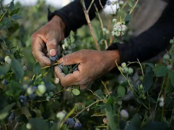 Australian blueberry breaks world record as heaviest ever