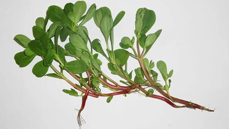 Beat the summer heat with green-leafy vegetable kulfa or purslane. Experts answer how