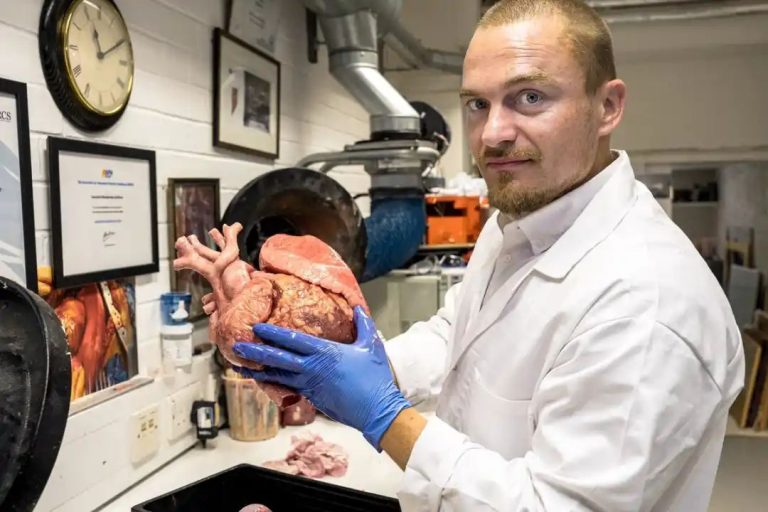 Bleeding and beating heart models created to help train transplant surgeons