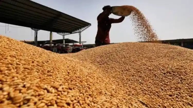 MP, Rajasthan declare bonus for wheat farmers