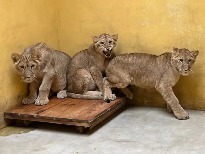 Lions from war-torn Ukraine arrive at Yorkshire Wildlife Park to start new life