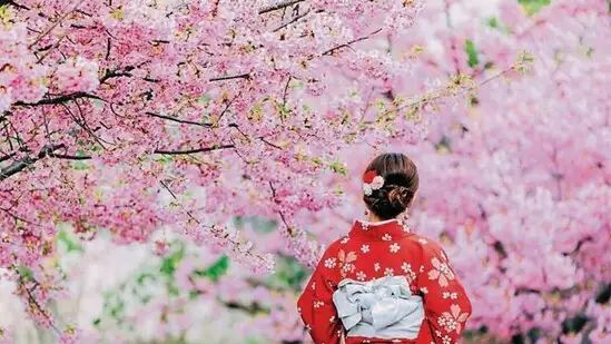 Top 10 Cherry Blossom destinations to visit in the U.S. this Year: Spring’s finest in full bloom