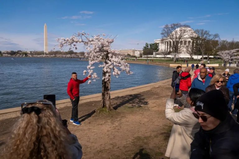 Washington DC’s beloved cherry tree Stumpy among 300 trees set to be chopped down