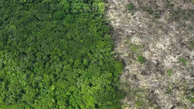 EU members call for revision of anti-deforestation law