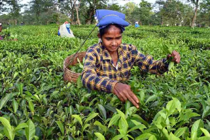 Assam manufacturers’ association mounts resistance to Union government’s dust tea auction