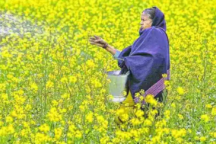 Edible oil industry body seeks govt intervention as mustard seed prices fall below MSP