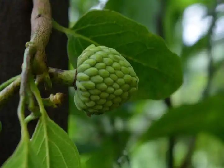 Unlocking Cherimoya’s Health Secrets: 7 Benefits Of Adding It To Your Diet