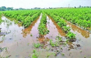 Maha govt orders panchnama of unseasonal rain-hit crops spread over 50,000 hectares