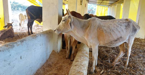 Yogi govt releases funds for upkeep of stray cattle