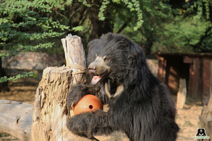 Elvis the bear celebrates 9 yrs of freedom from cruel captivity