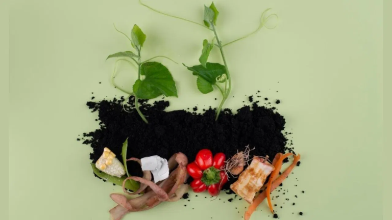 Make compost from peels of fruits and vegetables in this way, plants will be laden with fruits and flowers!