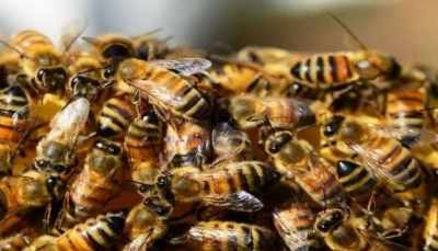 40 school students injured in bee attack in Agra