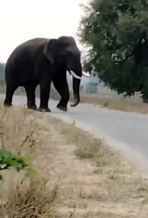 Coimbatore dump yard to be enclosed after napkin, mask found in wild elephant dung