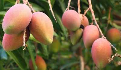 Adverse weather conditions may hit mango crops in UP: Experts