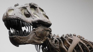 T. rex dinosaur not as intelligent as monkeys, reveals study